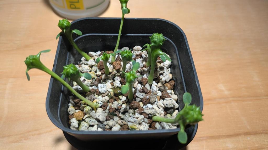こっちはオベサ横